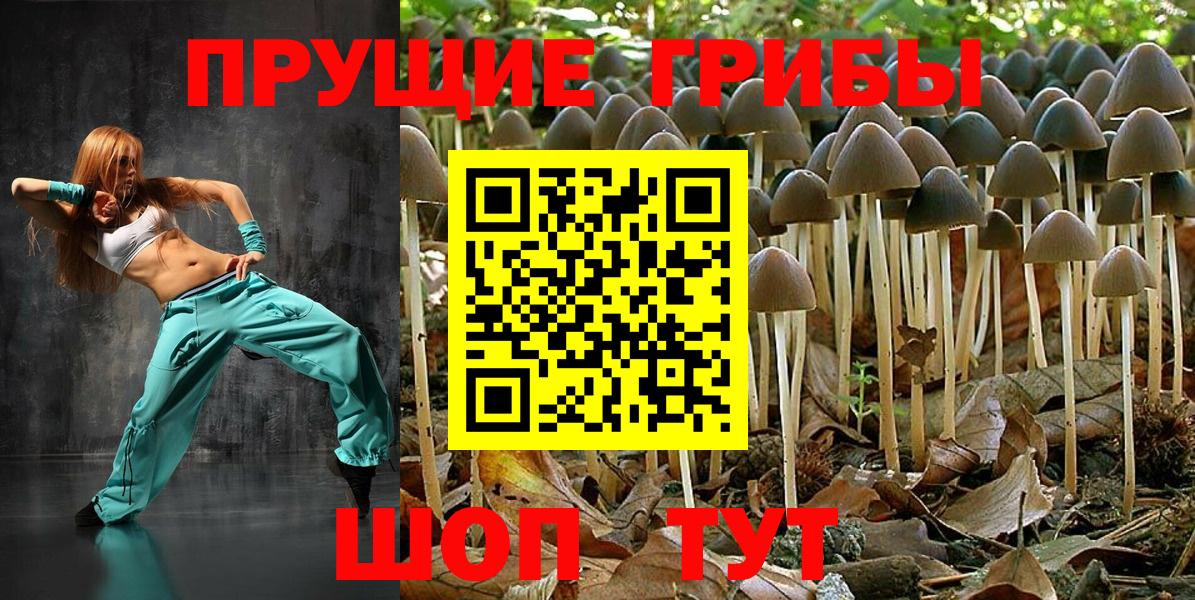 Галлюциногенные грибы Psilocybine cubensis Лесной